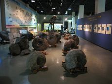 홋카이도 미카사시립박물관의 암모나이트 화석 전시