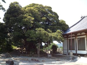 칭명사의 굴참나무2012년 9월