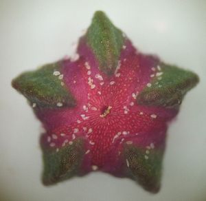 발달 중인 검은색 키노아 씨앗