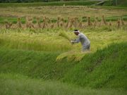 벼 베는 시기는 지역과 기후에 따라 다르다.