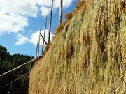 하자(햇볕에 말리는 시설) 건조 모습