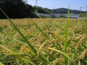 10월 초순의 벼 이삭