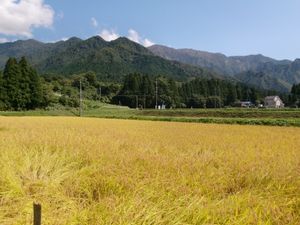 미나미우오누마시의 논. 미나미우오누마시는 일본 최고의 쌀 생산지 중 하나이다