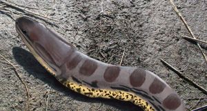 콜로라데르페톤(Coloraderpeton)은 석탄기 후기 콜로라도의 뱀과 같은 아이스토포드(aïstopod) 사지형류였습니다.