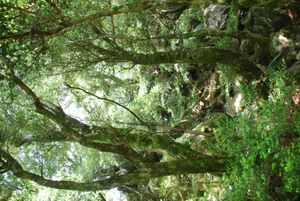 고쇼산 측백나무 원시림