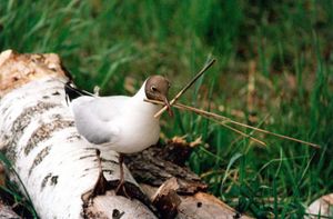 여름깃, 번식지에서