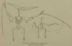 프테라노돈(왼쪽)과 콘도르(오른쪽)의 골격 및 체격 비교도