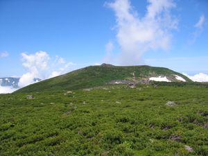 고산대의 눈잣나무림(북알프스·시로우마노이쿠라다케)