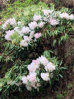 덕원사(徳円寺)의 철쭉