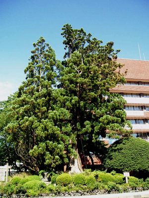 수택성 터의 늙은 삼나무