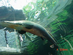 도치기현 나카가와 수유원(栃木県なかがわ水遊園)의 피라루쿠