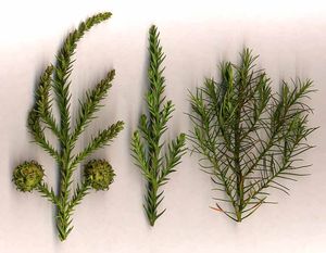 삼나무의 잎은 바늘 모양이다.