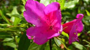 나가오카쿄시(長岡京市) 봄 관광축제 - 나가오카 덴만구(長岡天満宮) 기리시마철쭉