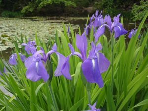 간슈지 빙실 연못