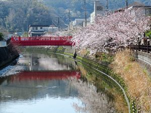 타고시가와의 벚꽃과 버드나무