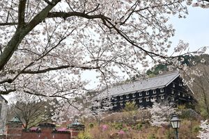 기쿠노요 양조장