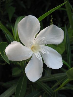 흰 꽃은 홑꽃, 분홍색은 겹꽃이 많다.