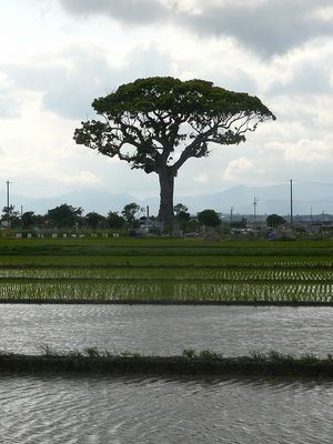 나가타의 큰 녹나무