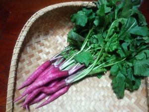 야마토 채소 가타히라 아카네