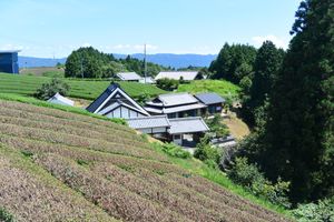 고오 지역 아라보리의 차밭, 일부 나무는 차잎 수확 후 잘라내어 갈색으로 보임