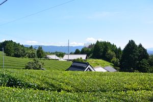 고오 지역 아라보리의 차밭, 밭 속에 민가가 산재함