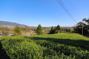 나나오토리 지역의 차밭