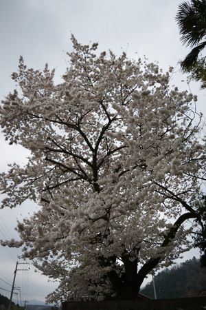 시치카에 있는 벚꽃