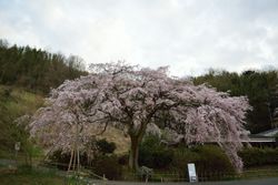 호리이케의 늘어진 벚꽃