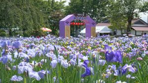 아사마이 공원 꽃창포 축제