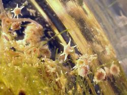 녹조류에 부착하는 유공충. 별모래(B. sphaerulata) 등.