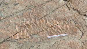 선명한 연흔 구조