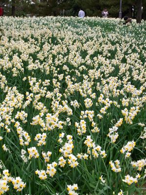 도쿄 (葛西臨海公園)의 수선화 (2011년 1월 30일 촬영)