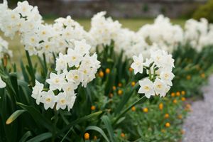 수선화 (2022년 3월 28일 촬영)