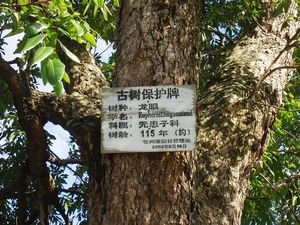 유영복 생가(刘永福故居) 안의 롱안 나무 설명.