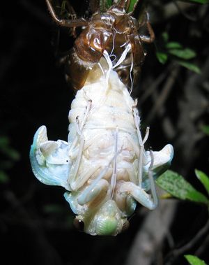 우화 중 (앞의 두 개체와는 다른 개체)