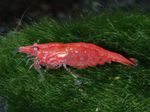 Neocaridina heteropoda var. red 체리 새우