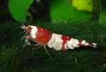 Caridina cantonensis 크리스탈 레드 비 새우