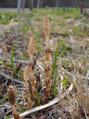 포자를 산포한 후의 뱀밥과 새로 나오는 뱀밥들