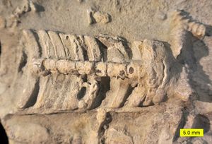 켄터키 오르도비스기의 직각앵무조개 화석; 내부 몰드로, 격실과 시펀클이 보이며, 둘 다 껍질이 덮여있다.