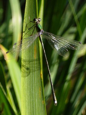 실잠자리