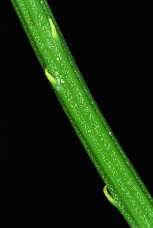 솔잎란의 슈트에 나선형으로 배열된 엽상돌기