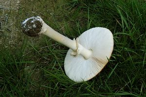 주름살은 흰색. 턱받이와 대주머니를 가진다.