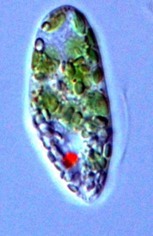 유글레나(Euglena) (유글레나류)