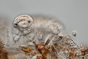 한 쌍의 눈을 가진 곰벌레의 일종