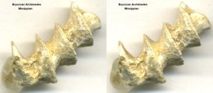 아르키메데스 태형동물의 화석화된 골격