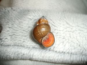 복족강 히메타니시(Himetanisi)