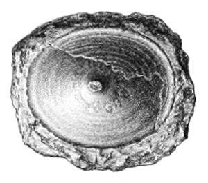 단판강 피리나(Pilina)