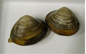 이매패강 우바가이(Pseudocardium_sachalinense)