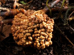 11f. 유럽개암나무(자작나무과)의 개암나무형 근류