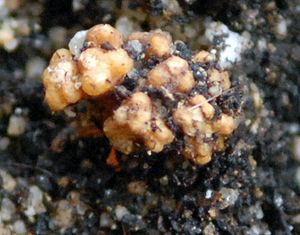 11g. 소철( 소철과)의 산호상근